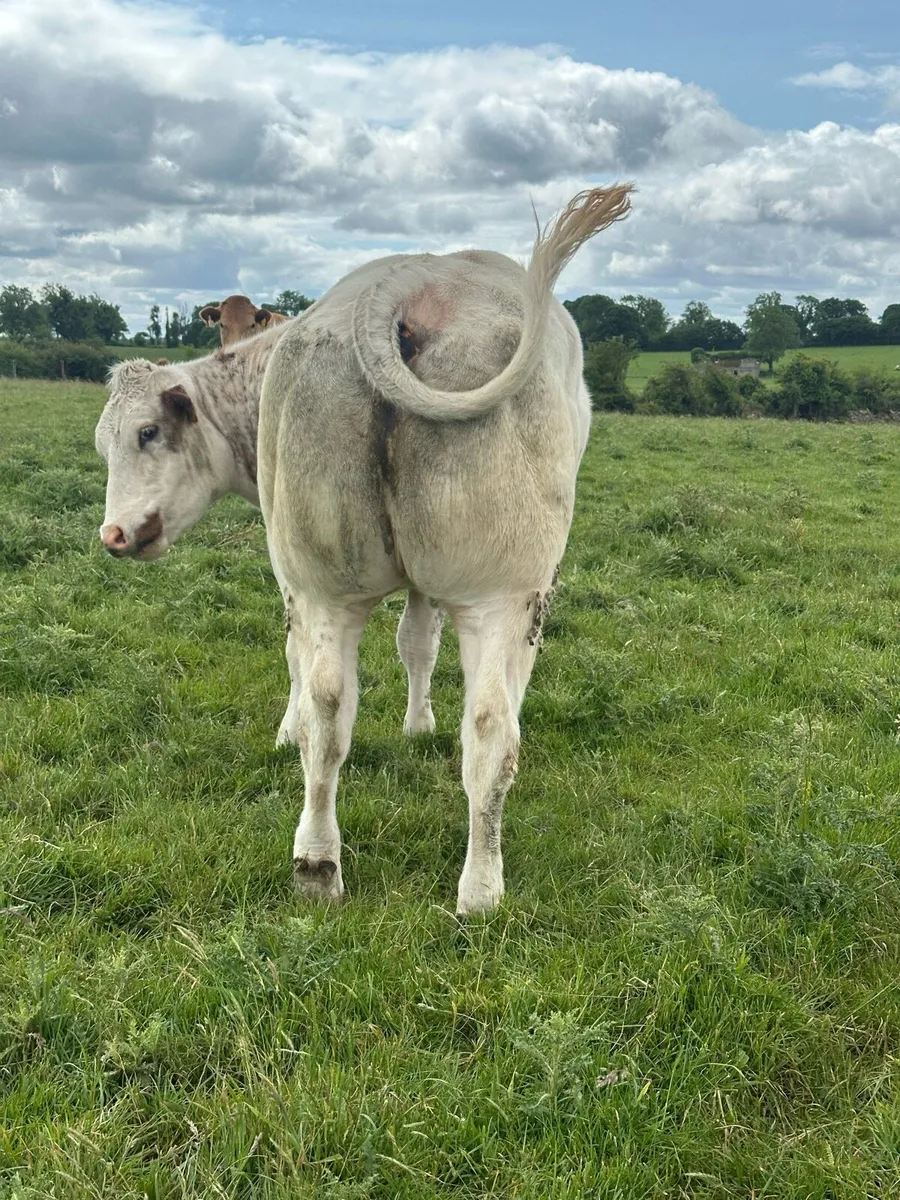 Top class Roan Heifer - Image 4