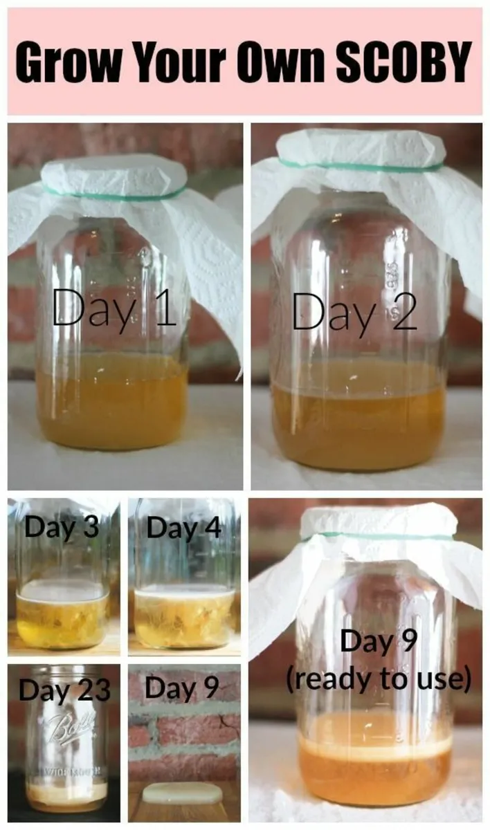 Kombucha fermentation scoby - Image 2