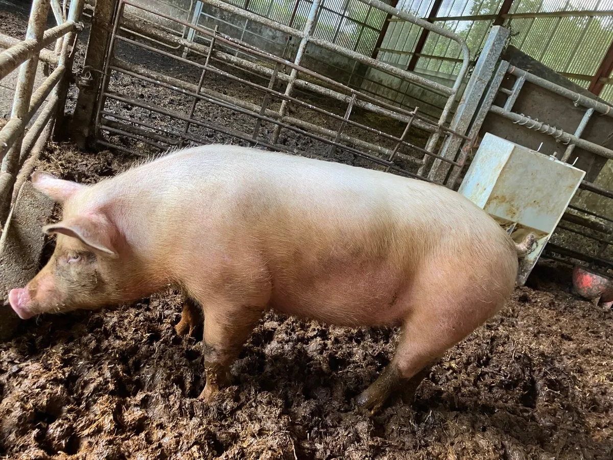 Fat pigs - Image 1