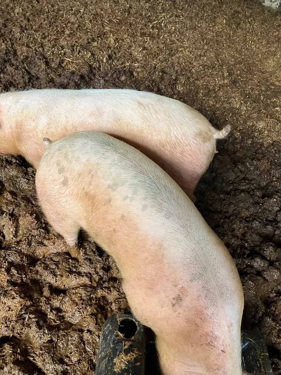 Fat pigs - Image 2