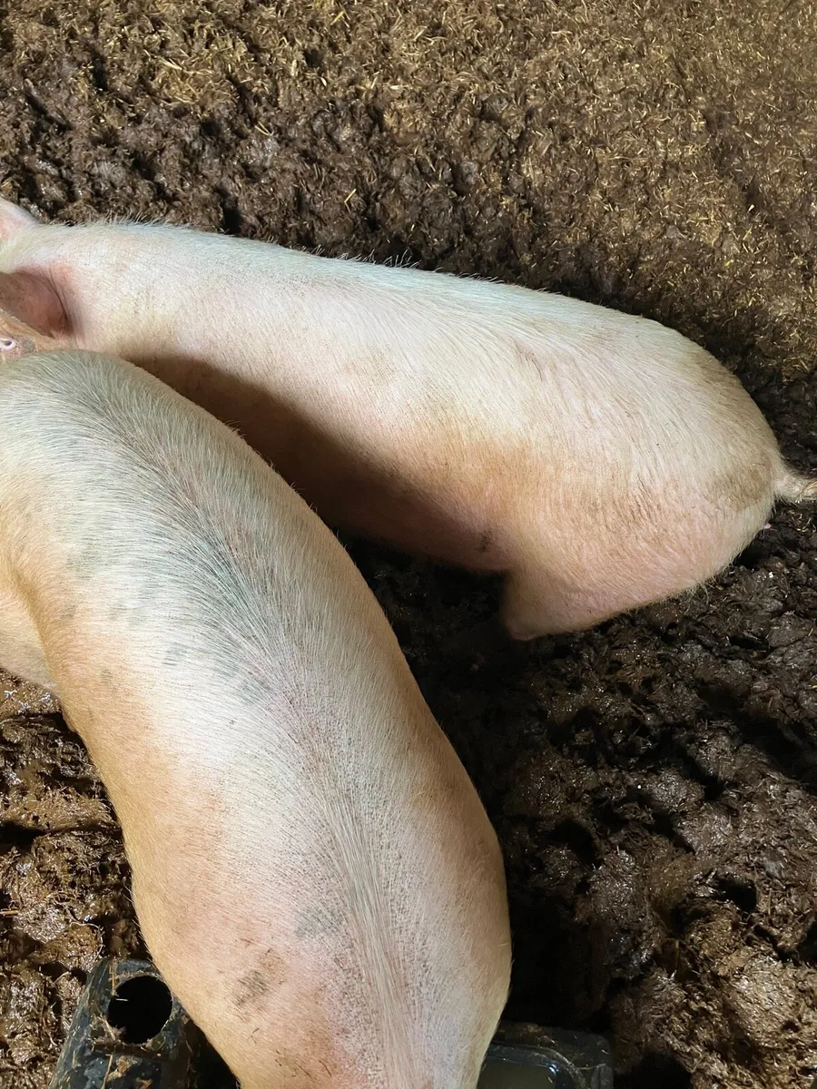 Fat pigs - Image 3