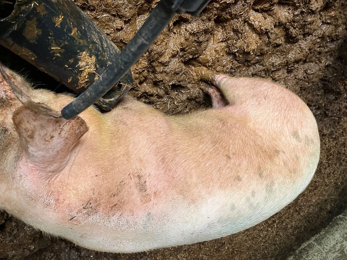 Fat pigs - Image 4