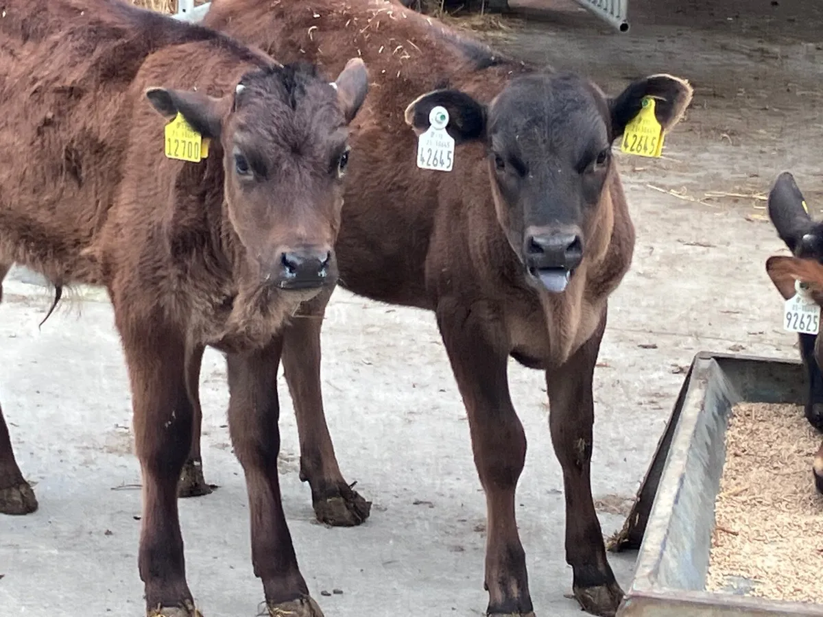 5 feb born Angus&aubrac calves for sale - Image 1