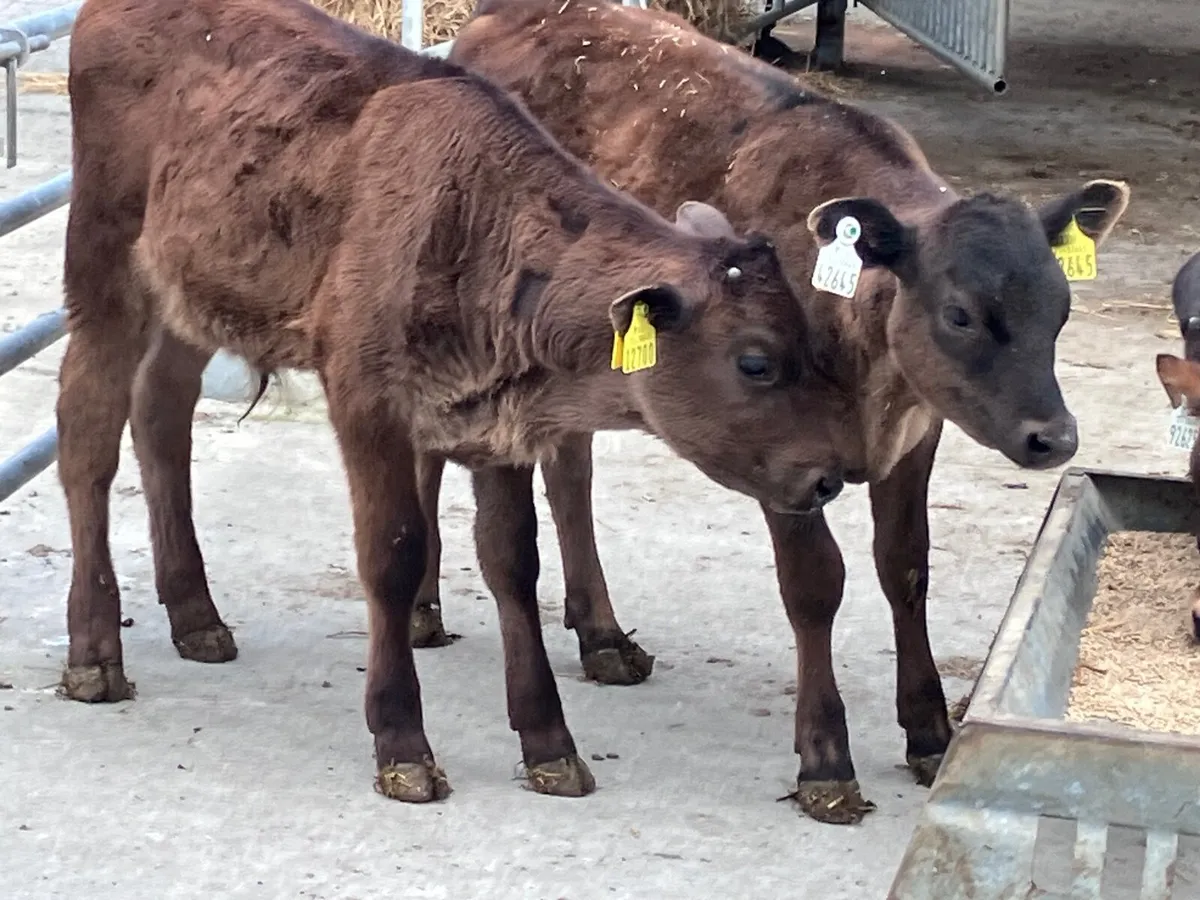 5 feb born Angus&aubrac calves for sale - Image 2