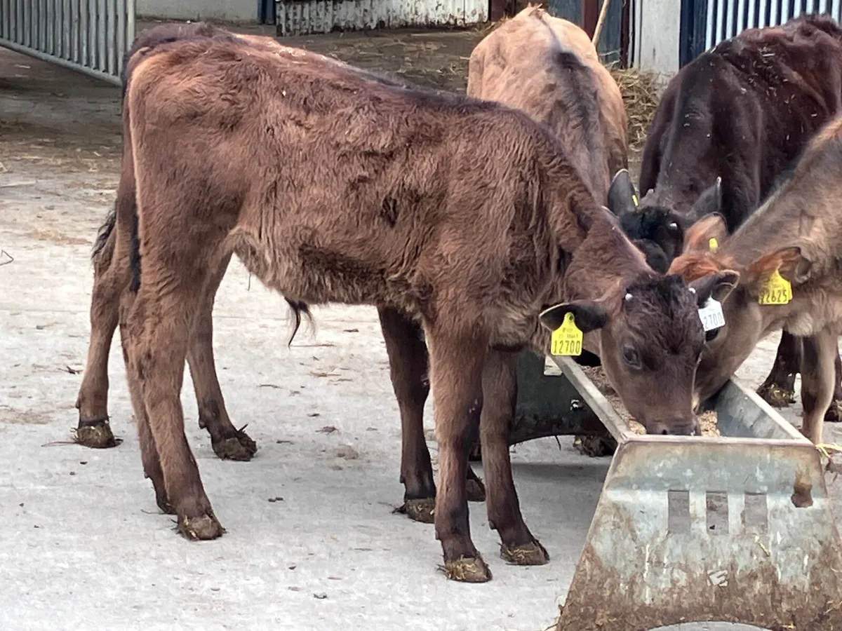 5 feb born Angus&aubrac calves for sale - Image 3