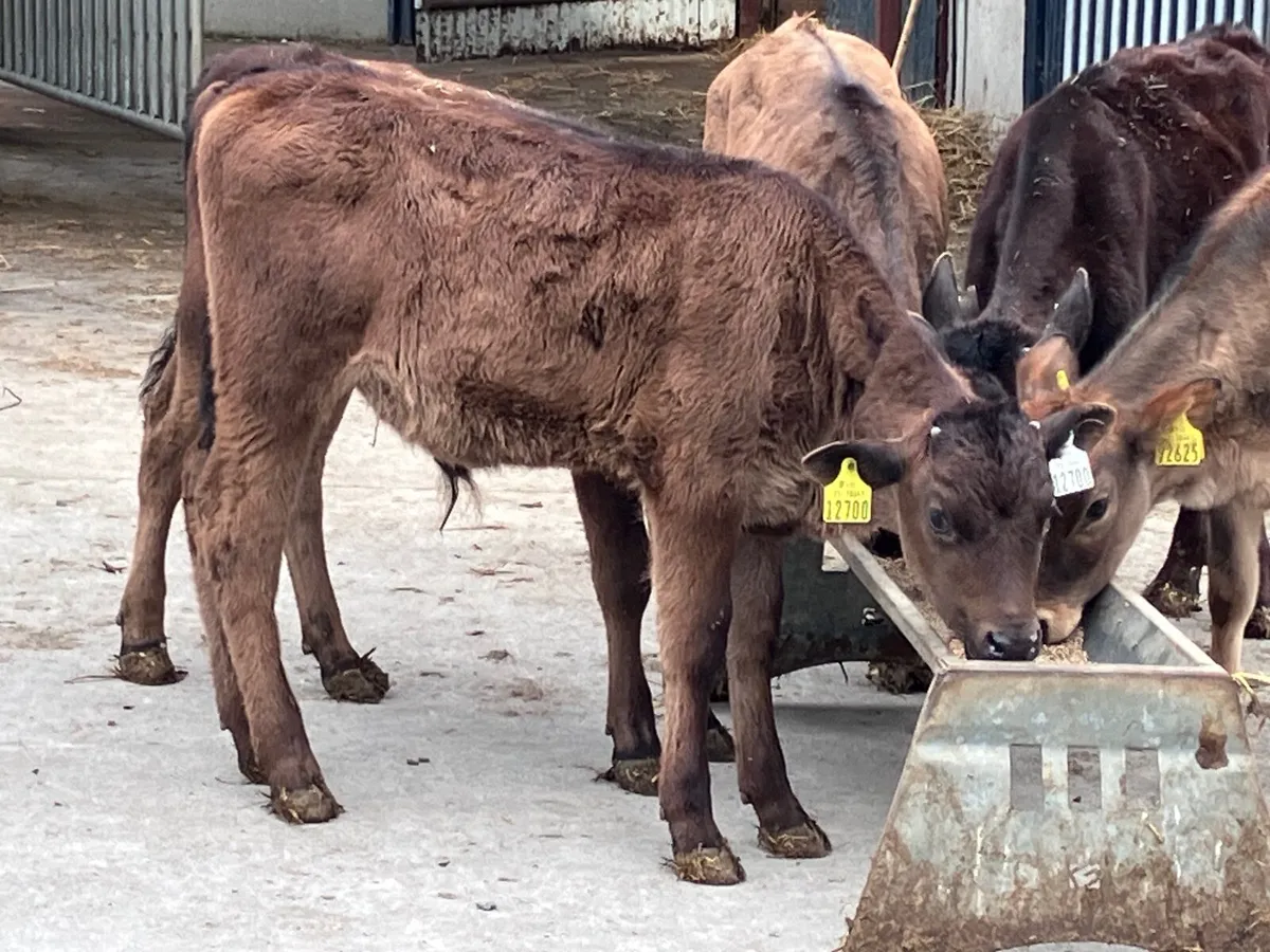 5 feb born Angus&aubrac calves for sale - Image 4