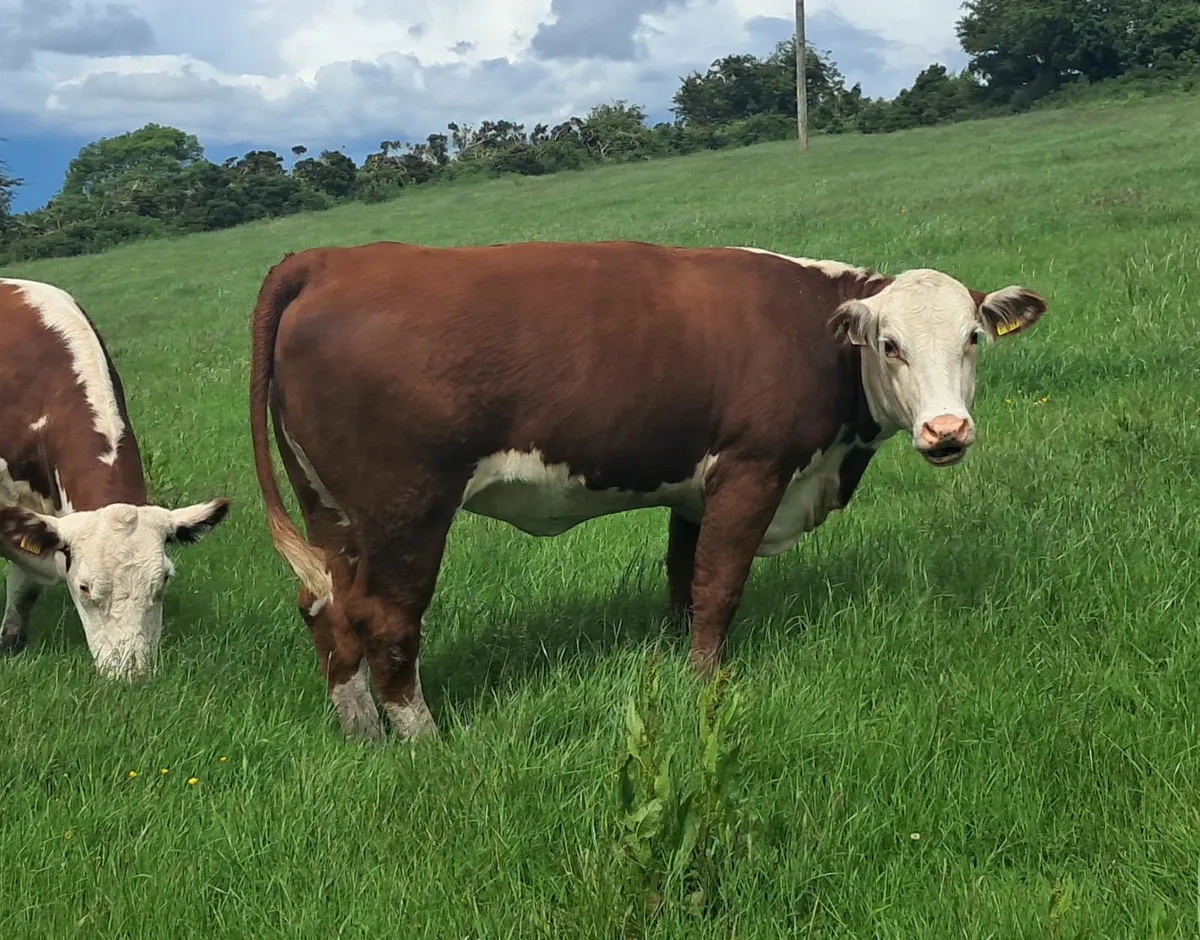 Bawnlea polled Hereford July calving 5⭐️ cow & Hei - Image 2