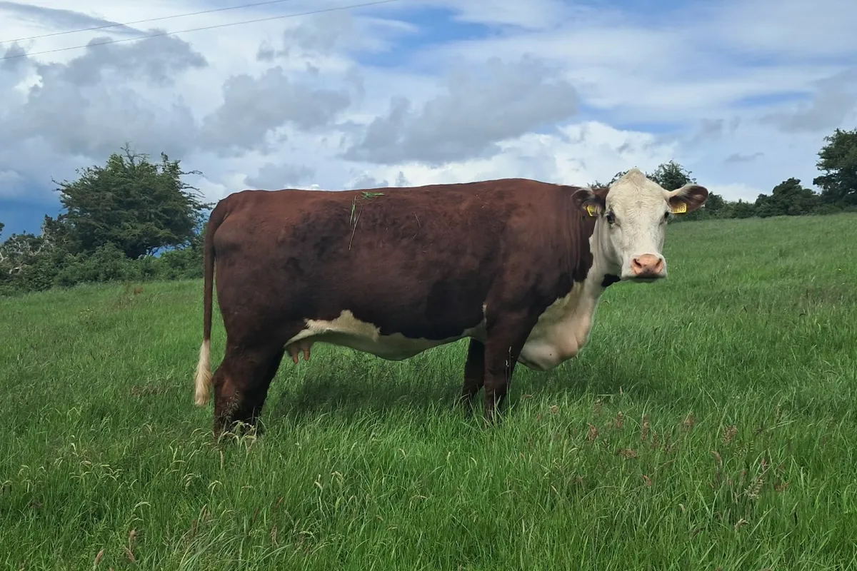 Bawnlea polled Hereford July calving 5⭐️ cow & Hei - Image 1