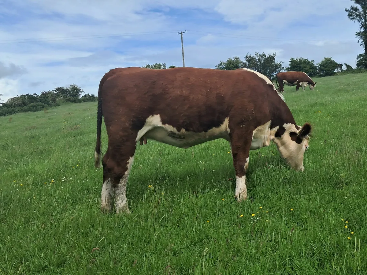 Bawnlea polled Hereford July calving 5⭐️ cow & Hei - Image 3