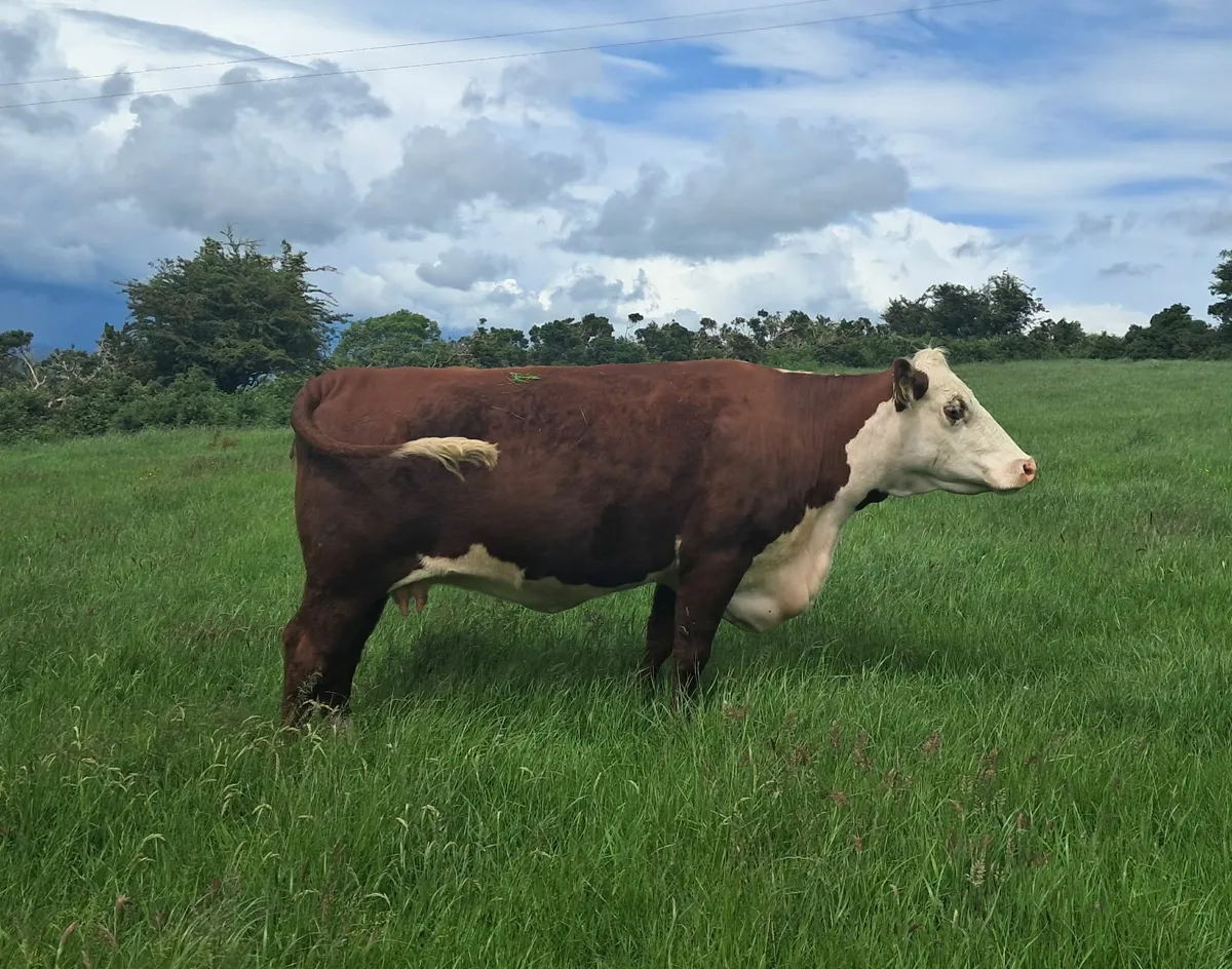 Bawnlea polled Hereford July calving 5⭐️ cow & Hei - Image 4