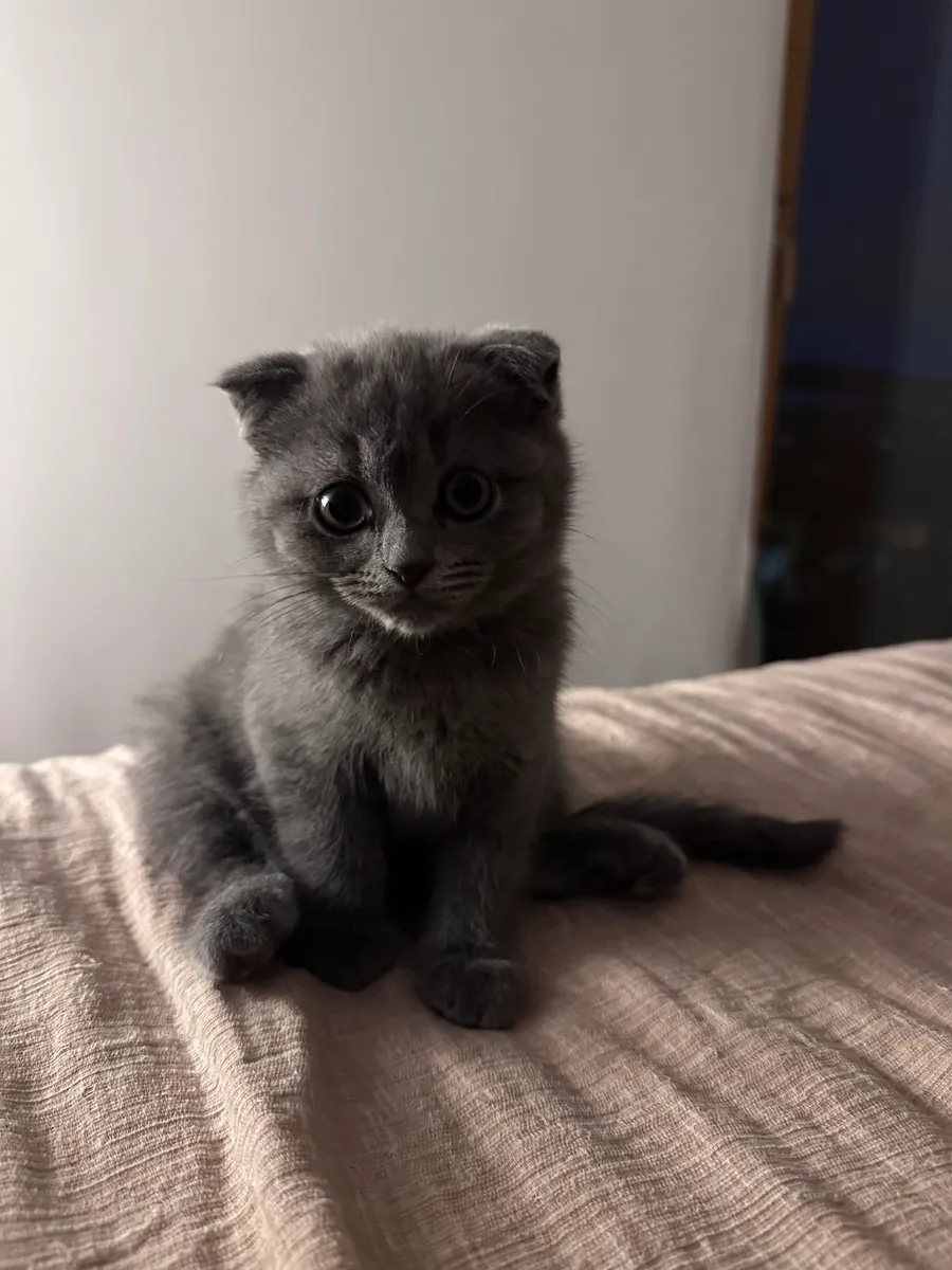 Scotish Fold Kittens - Image 1