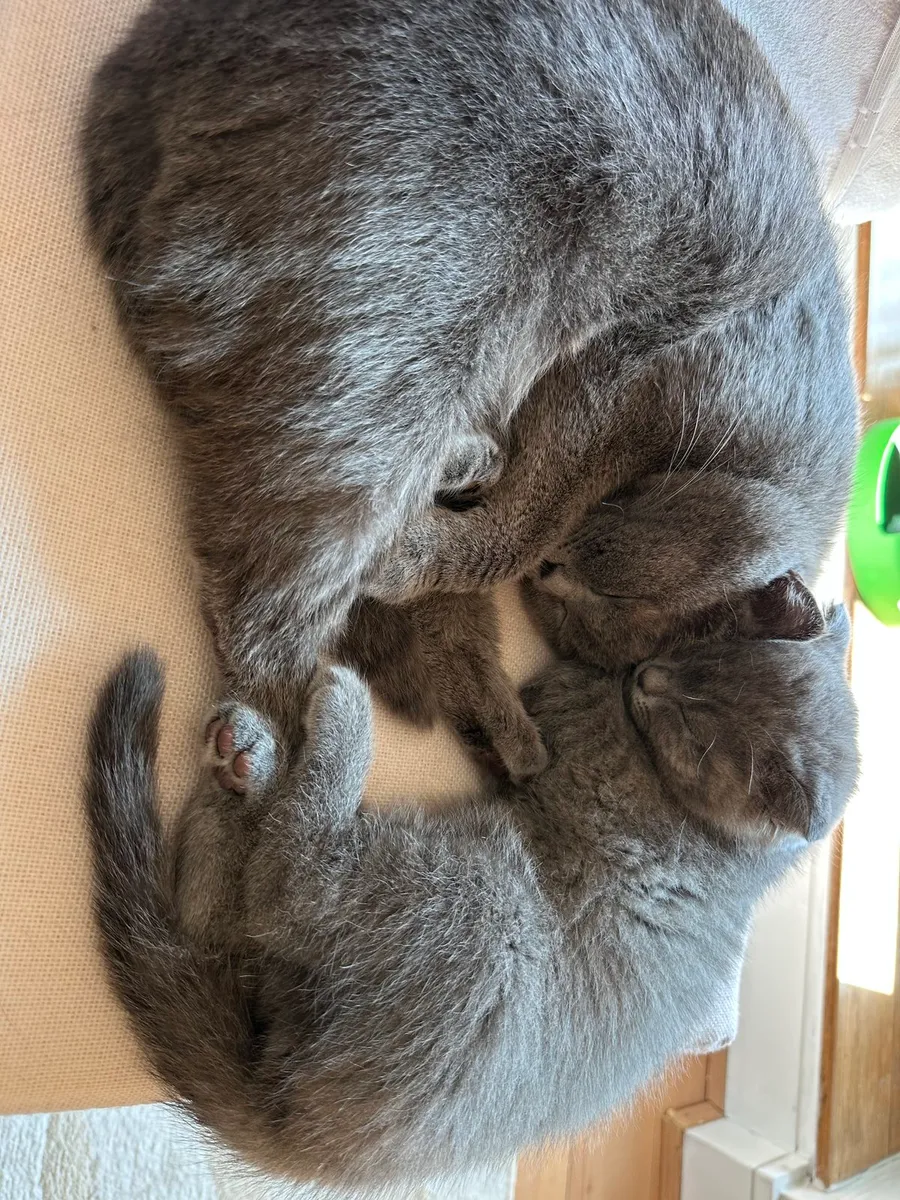Scotish Fold Kittens - Image 2