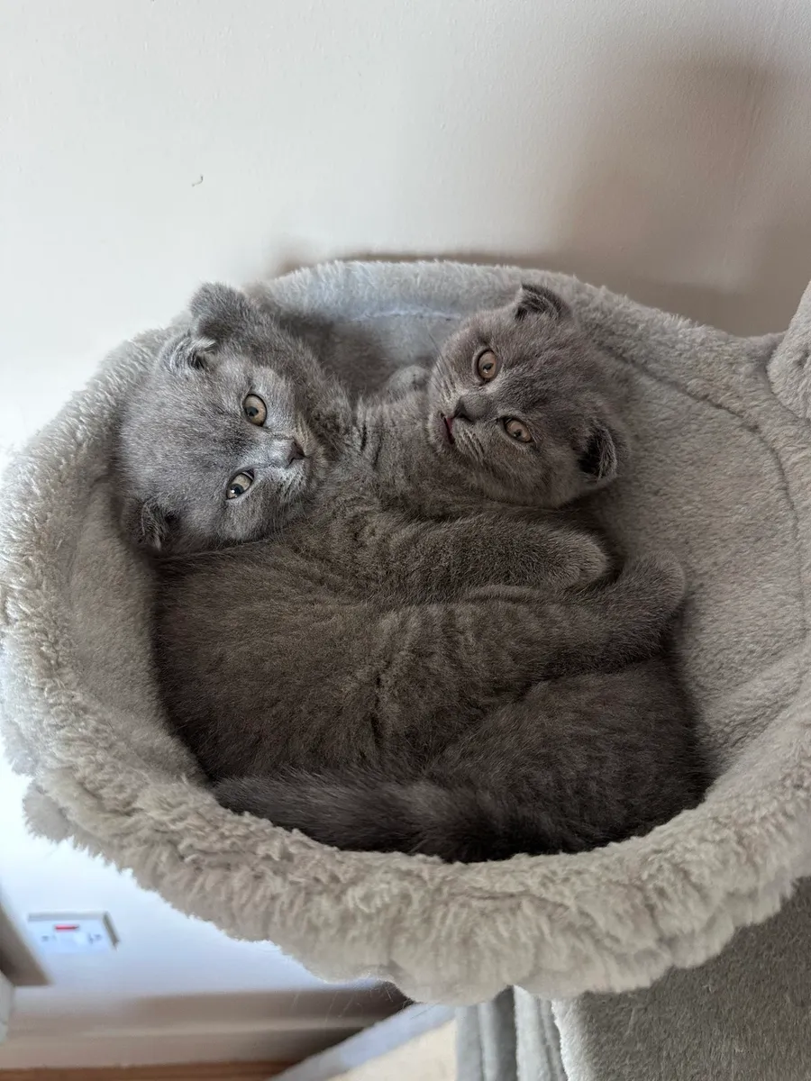 Scotish Fold Kittens - Image 3