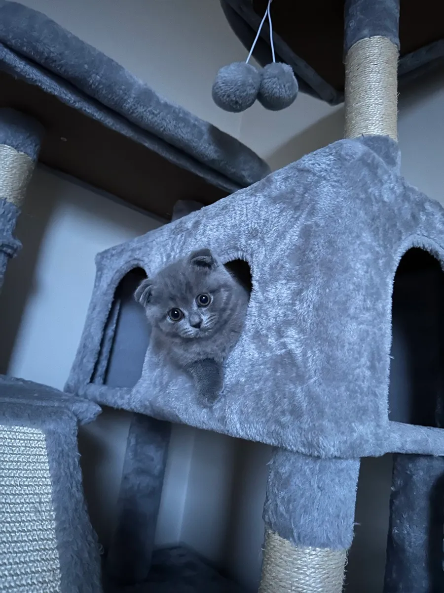 Scotish Fold Kittens - Image 4