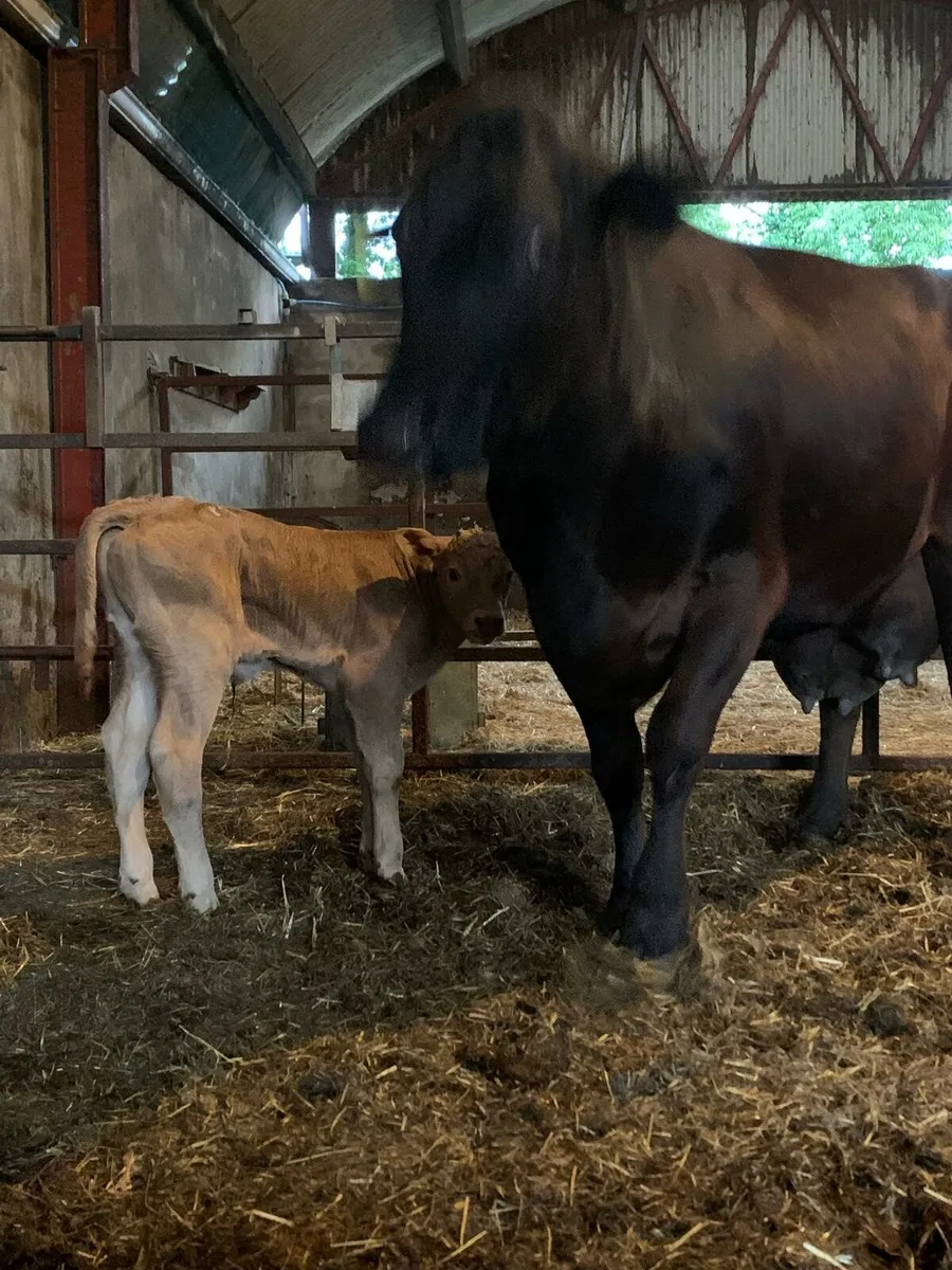 Charlois Bull Calf - Image 1