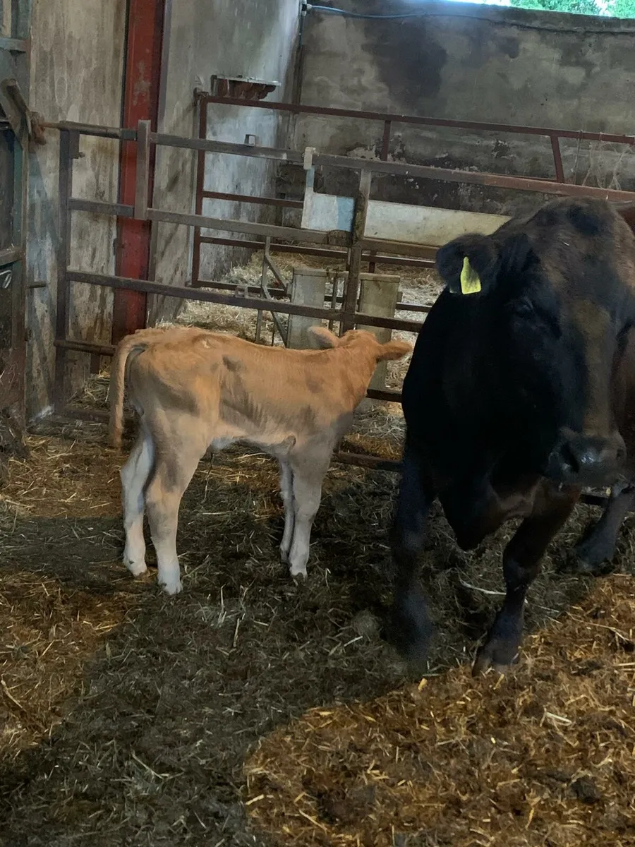 Charlois Bull Calf - Image 2