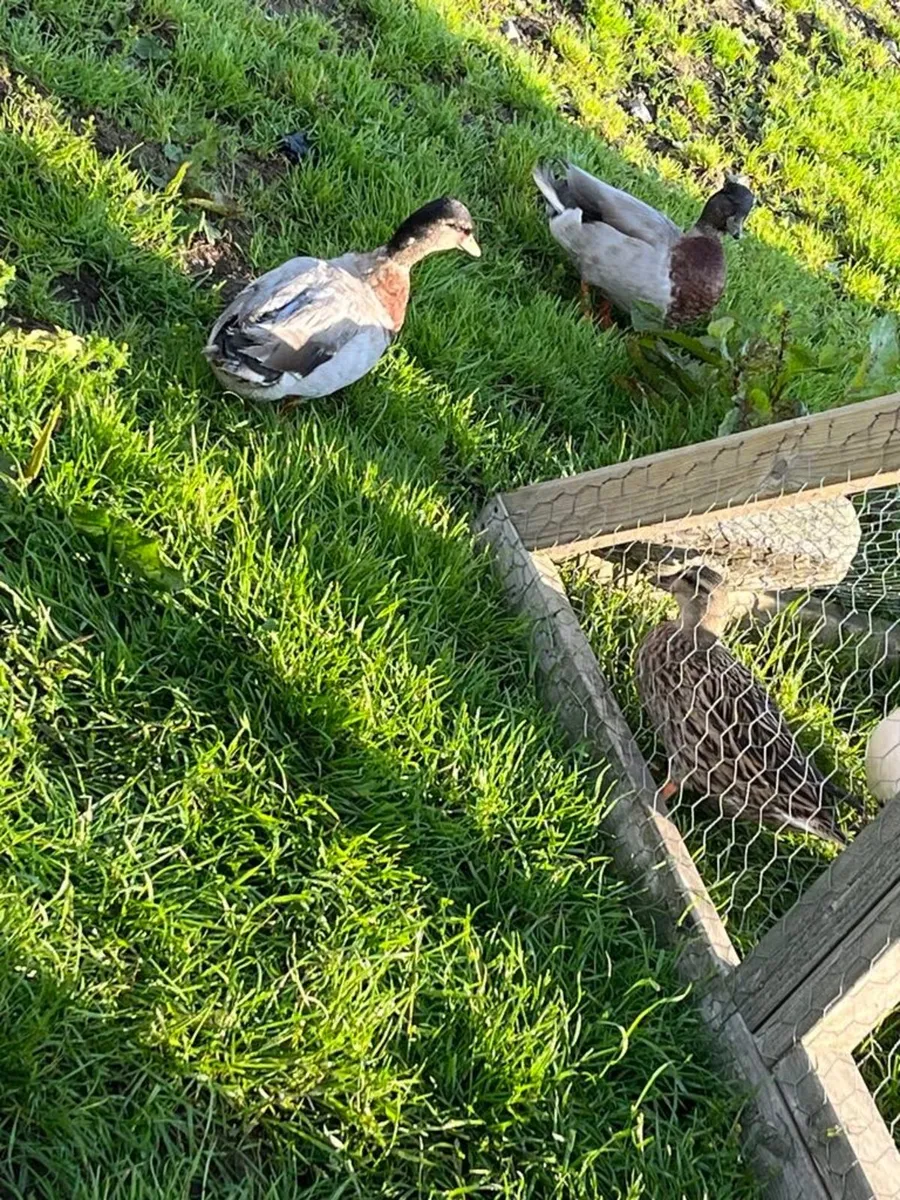 NICE CALL DUCKS DRAKES FOR SALE NO FEMALES - Image 2
