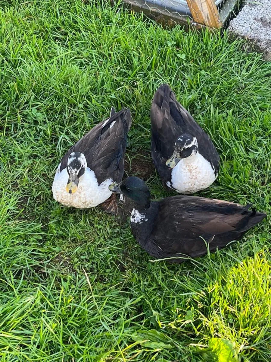 NICE CALL DUCKS DRAKES FOR SALE NO FEMALES - Image 3