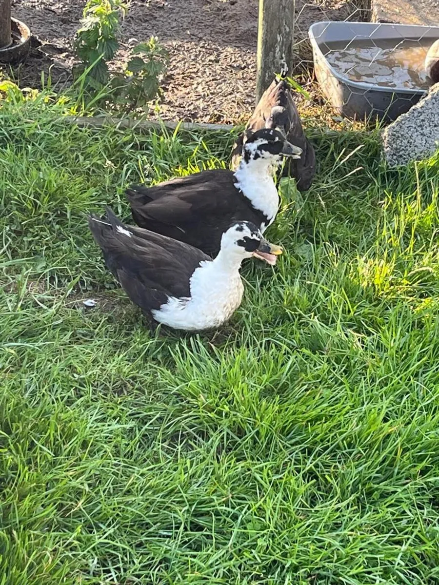 NICE CALL DUCKS DRAKES FOR SALE NO FEMALES - Image 4
