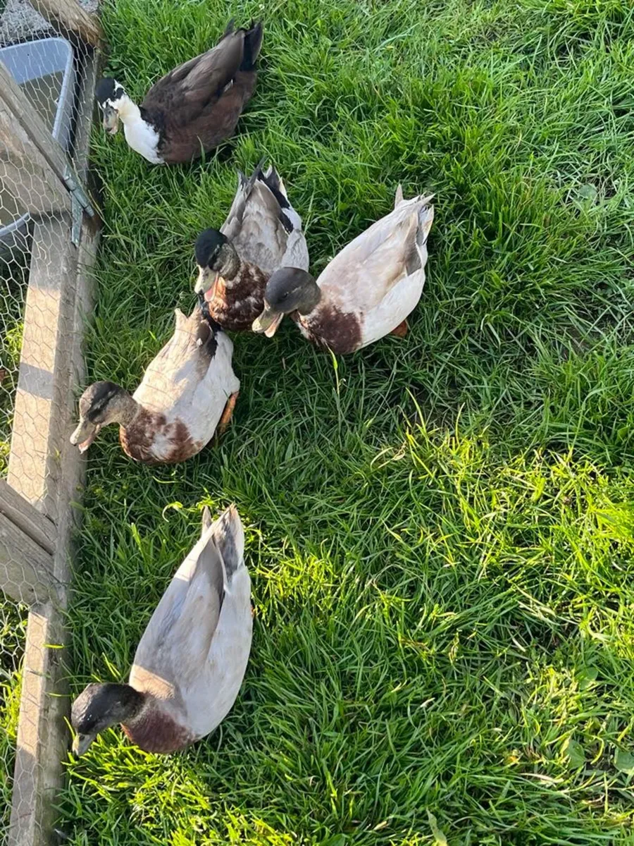 NICE CALL DUCKS DRAKES FOR SALE NO FEMALES - Image 1