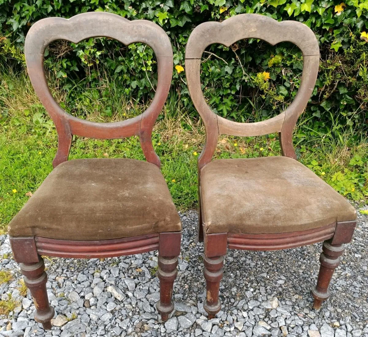 Victorian Walnut Chairs - Image 3