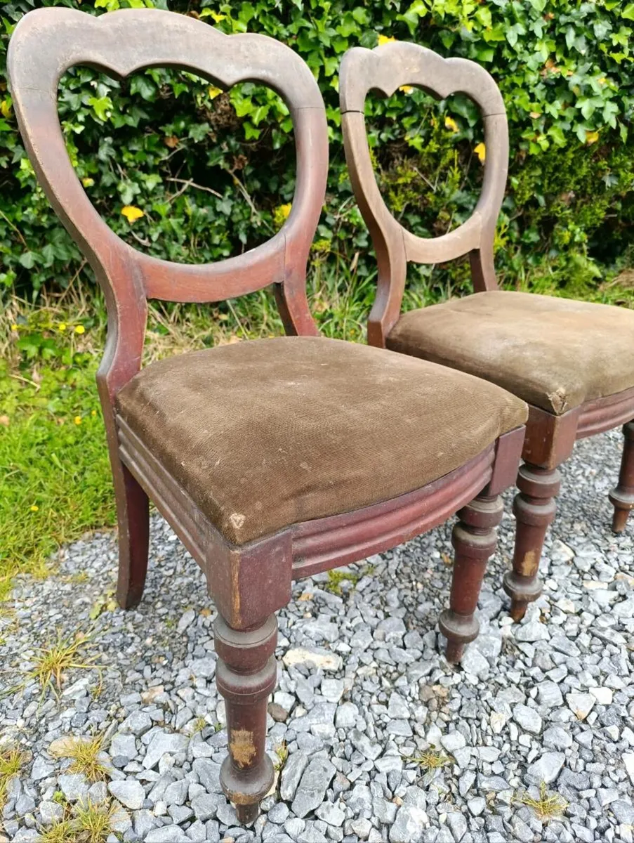 Victorian Walnut Chairs - Image 4