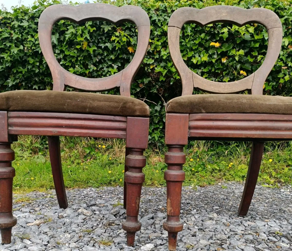 Victorian Walnut Chairs - Image 1