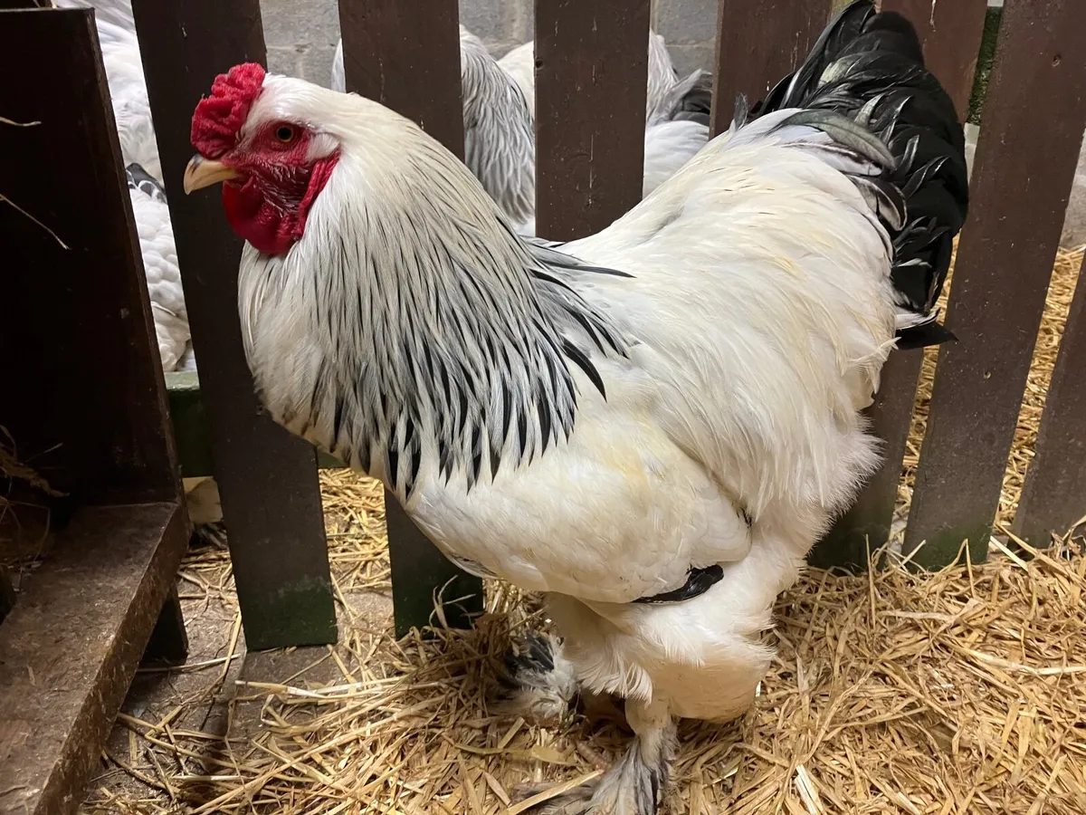 Brahma - Image 2