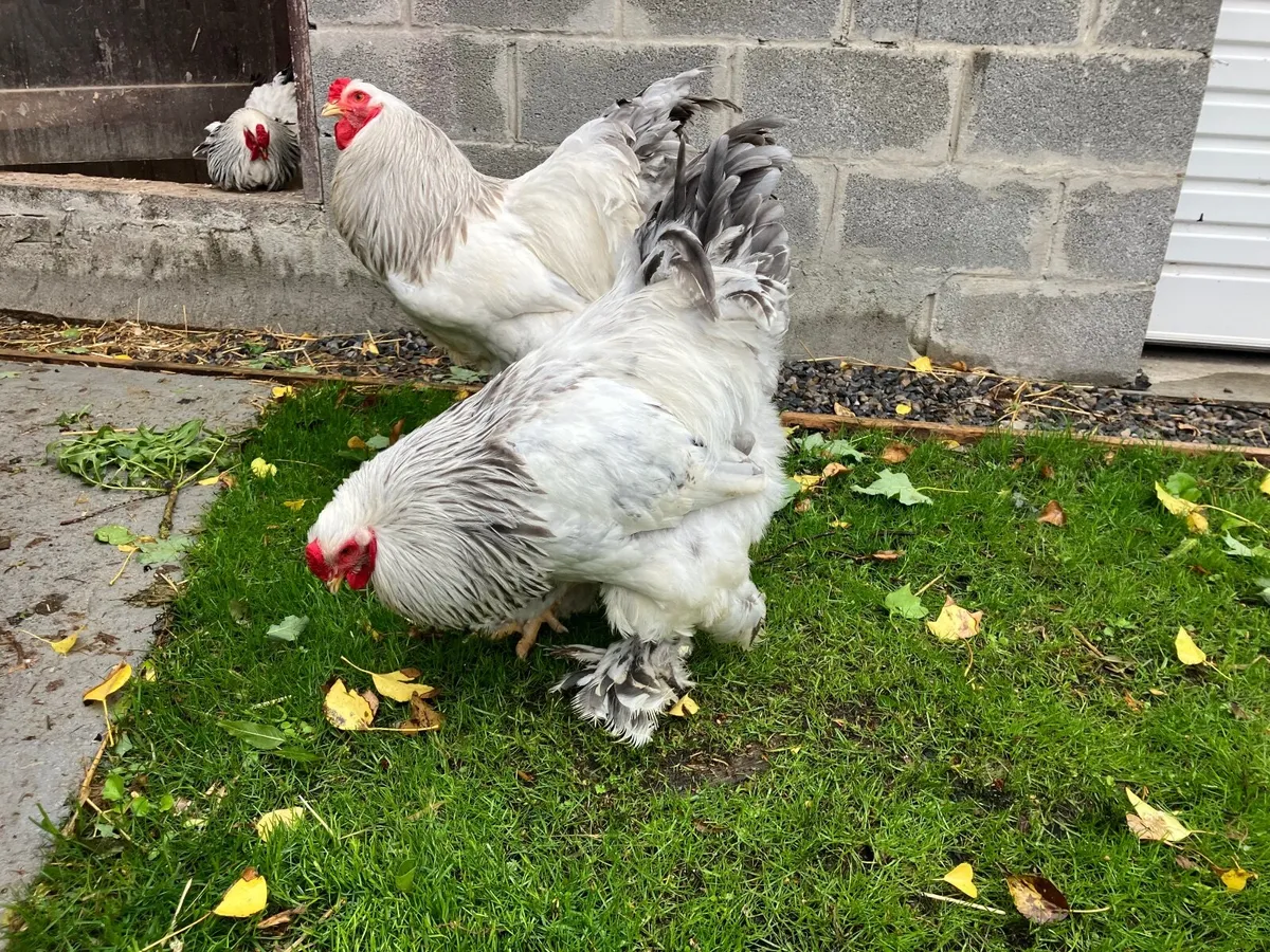 Brahma - Image 3
