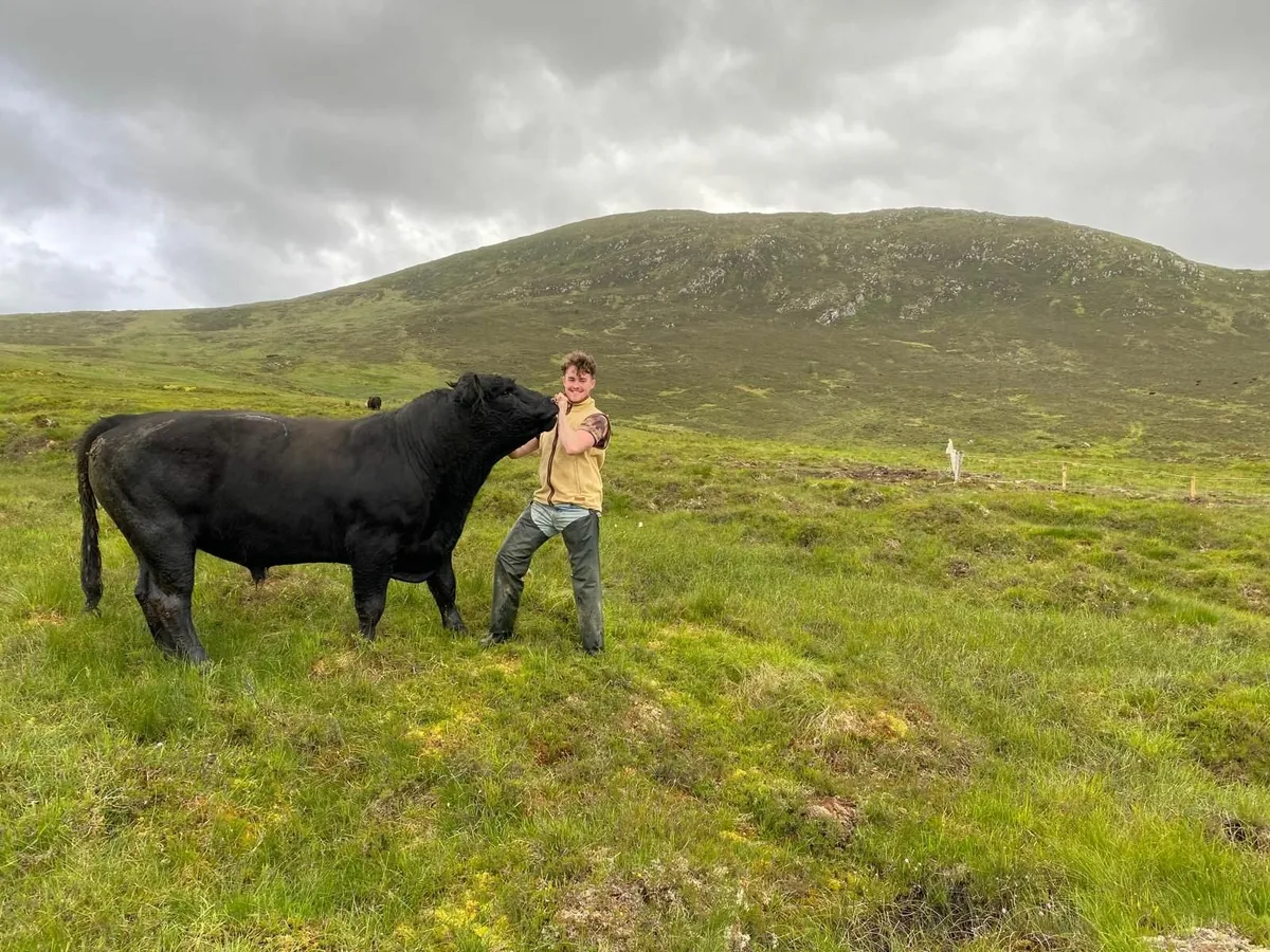 Cattle - Image 2