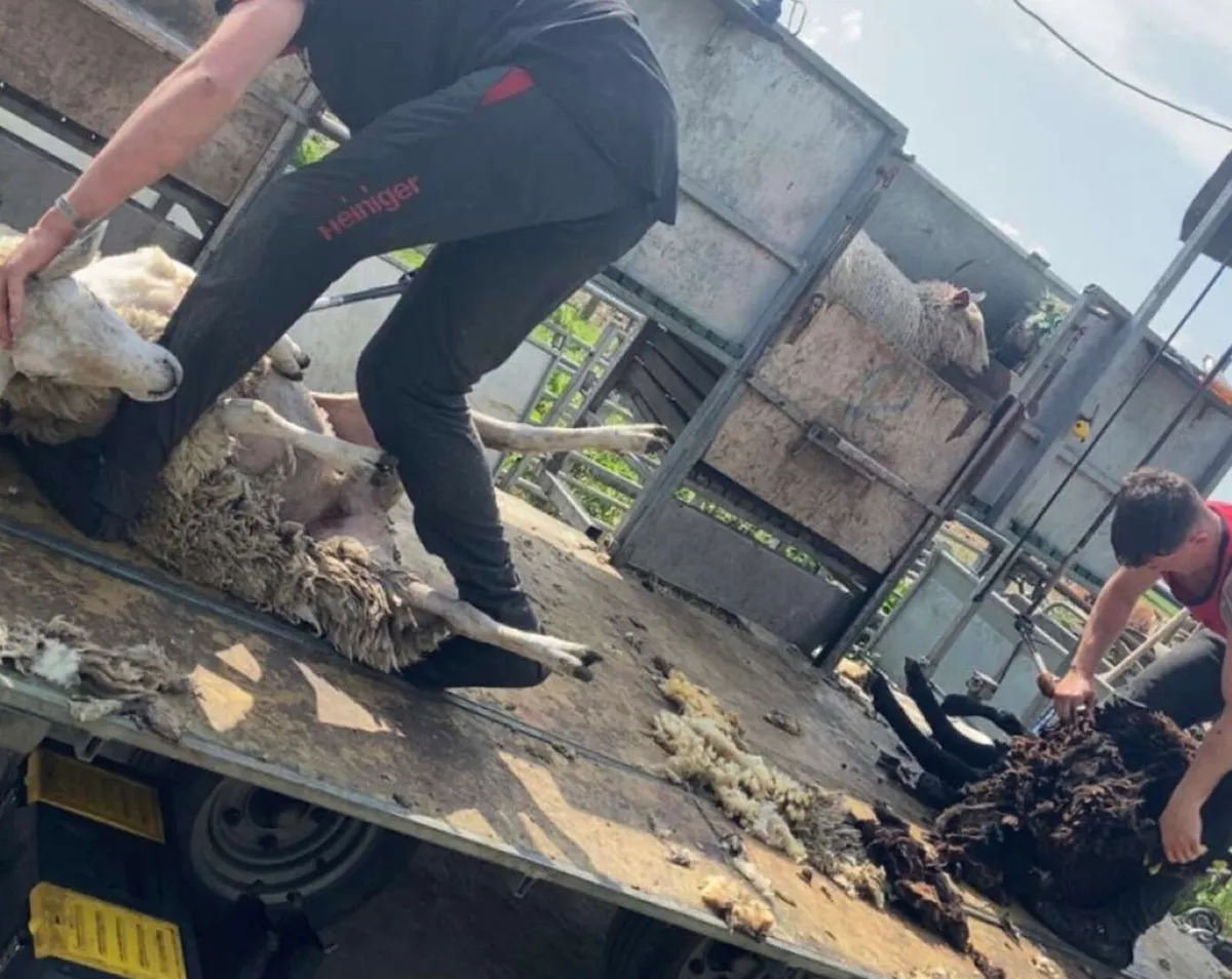 Shearing - Image 1