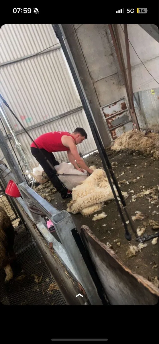 Shearing - Image 2