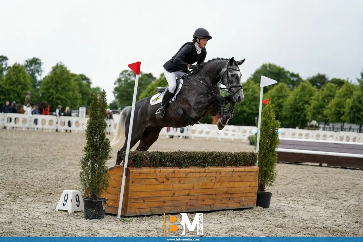 Super Young Horse - Image 2