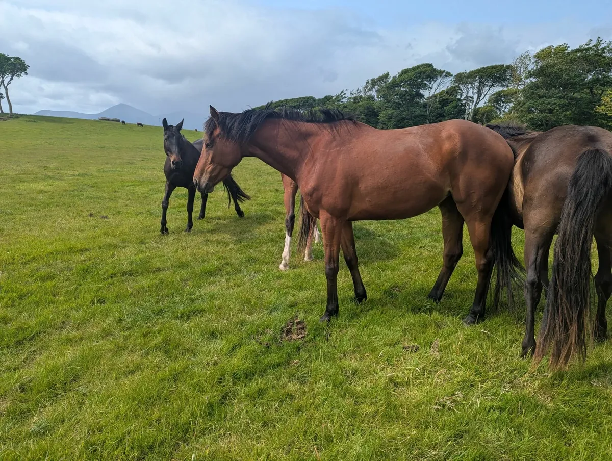 4yo Poets Word mare - Image 3