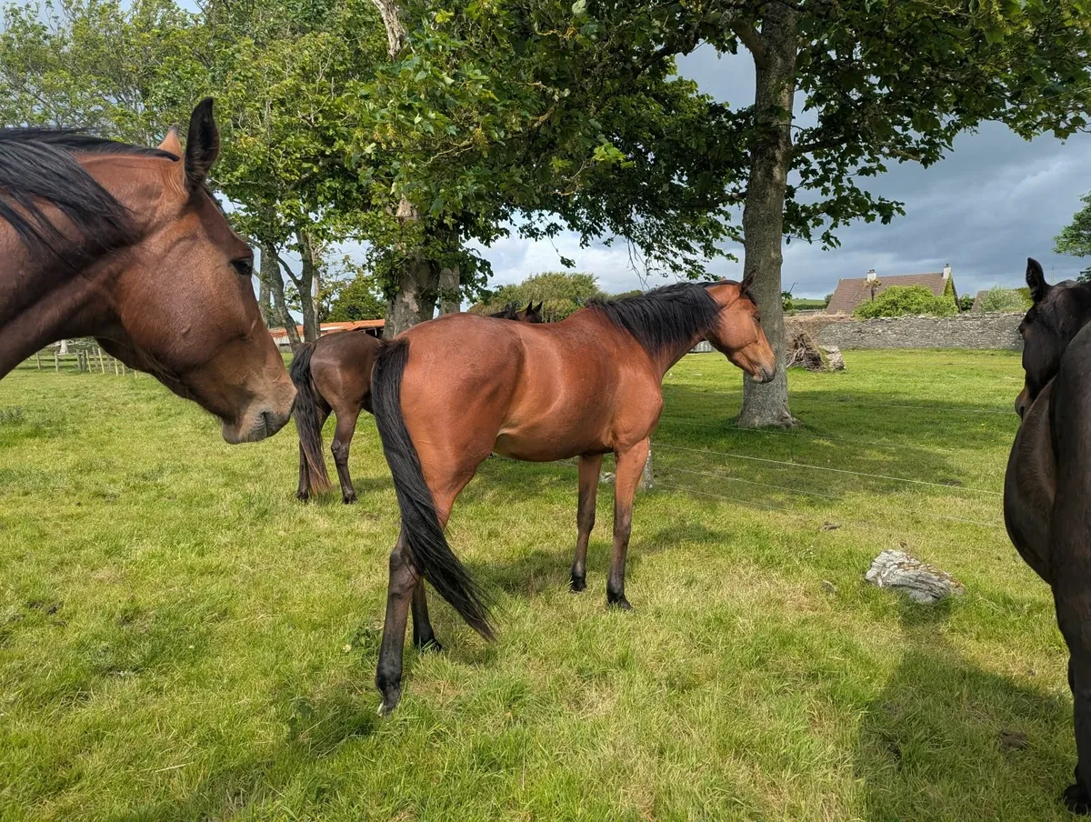 4yo Poets Word mare - Image 4