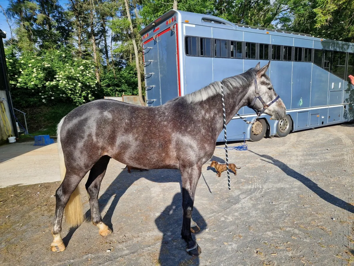 Super Young Horse - Image 3