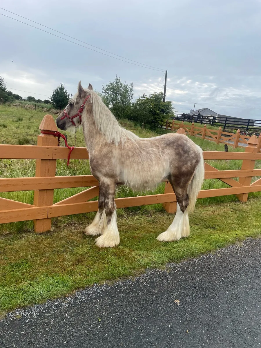Silver Dapple Colt - Image 1