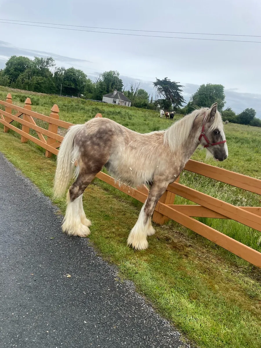 Silver Dapple Colt - Image 2