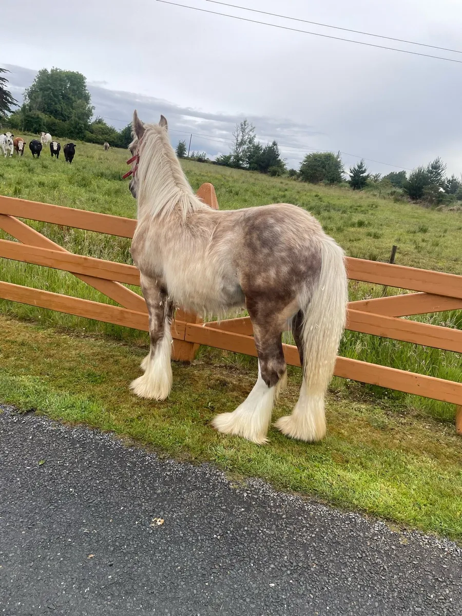 Silver Dapple Colt - Image 4