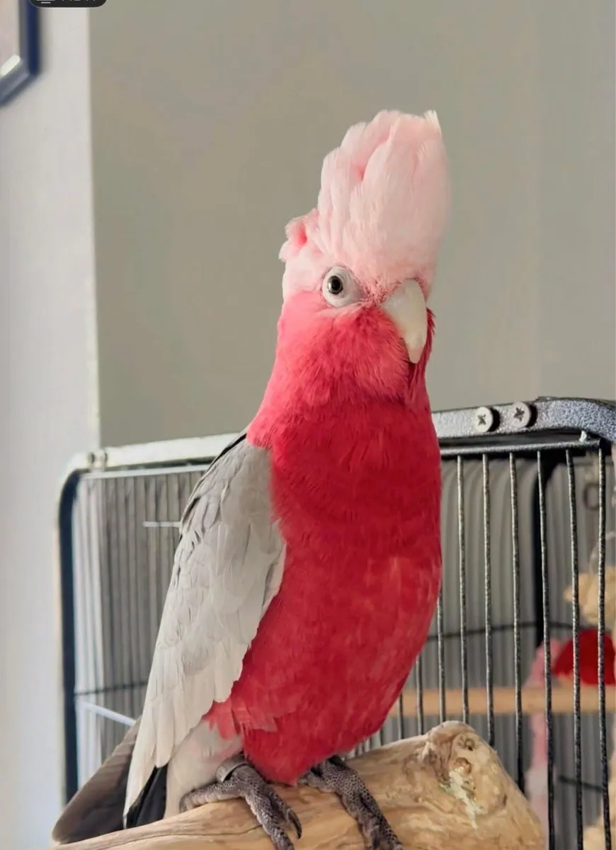 Galah Cockatoo - Image 1