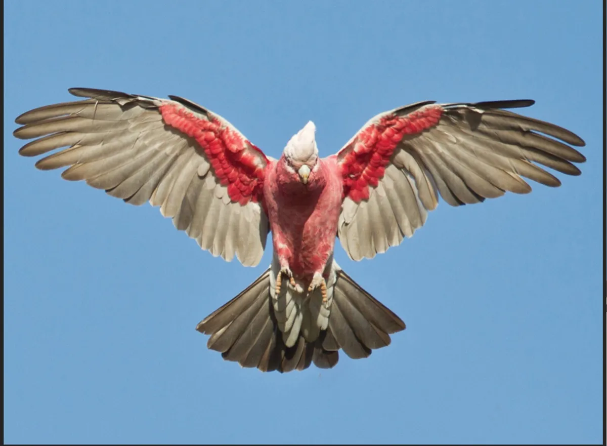 Galah Cockatoo - Image 2