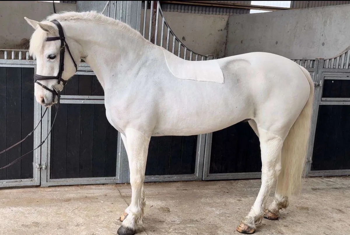 Stunning 148cm schoolmaster gelding - Image 1