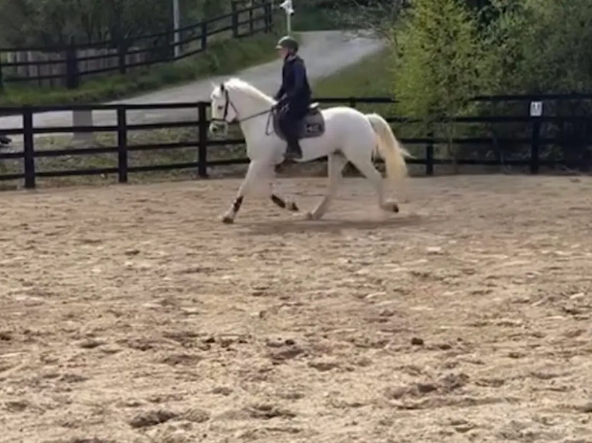 Stunning 148cm schoolmaster gelding - Image 2