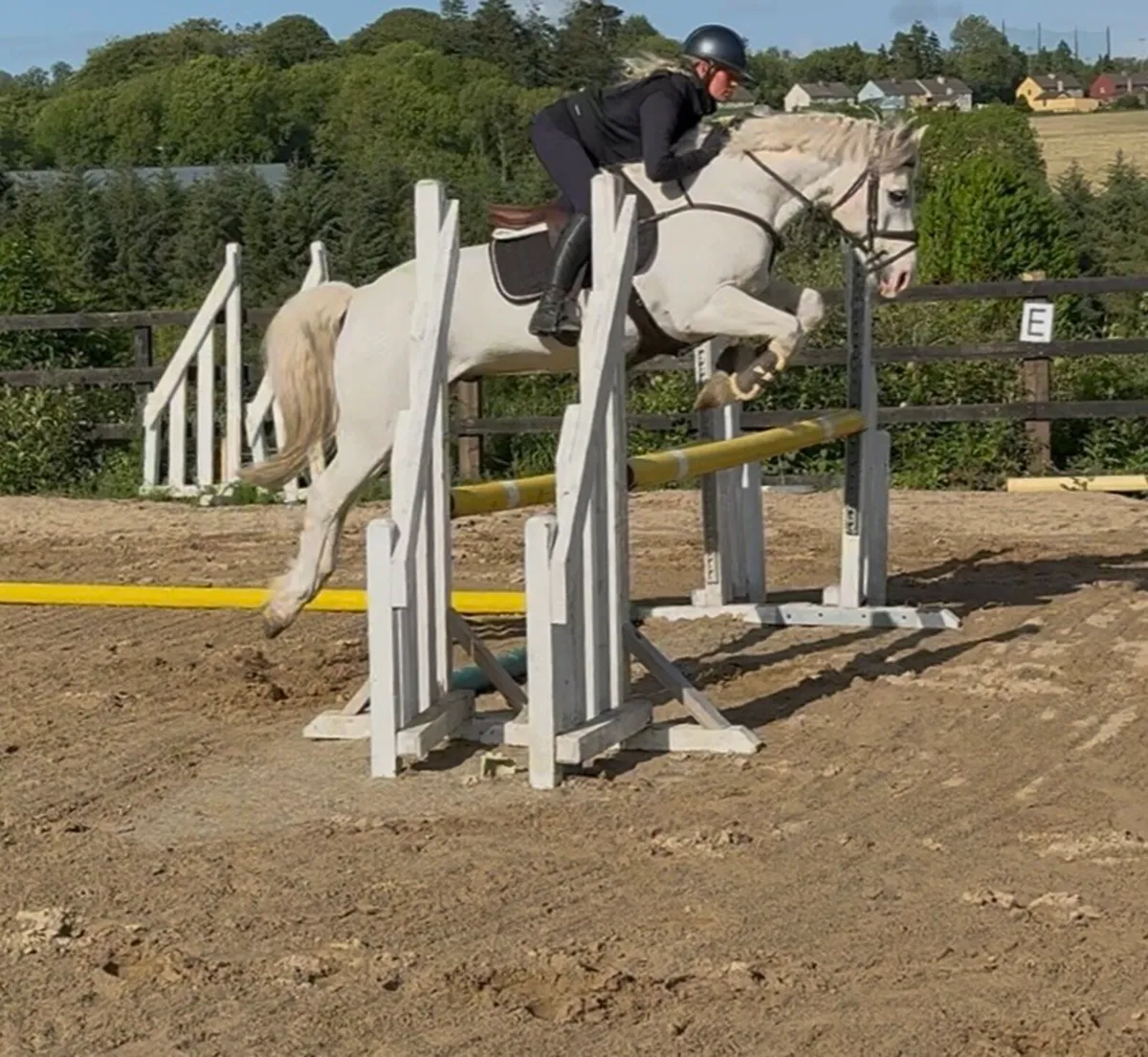 Stunning 148cm schoolmaster gelding - Image 4