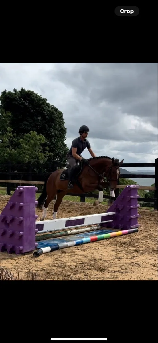 15.3h 4 yo ISH - Image 3