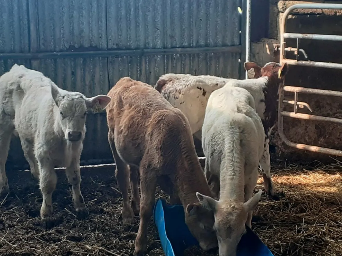 Bull Runners - Image 1
