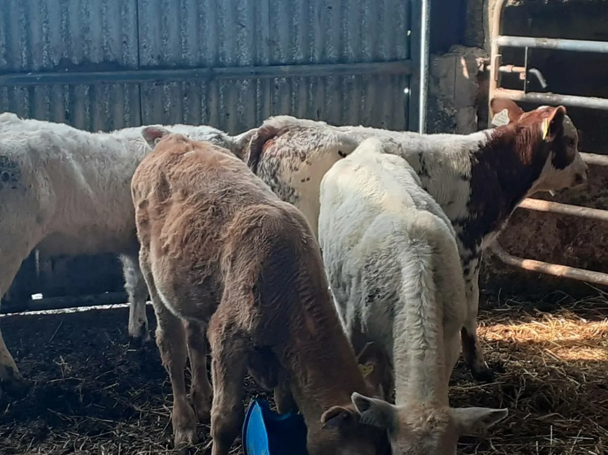 Bull Runners - Image 2