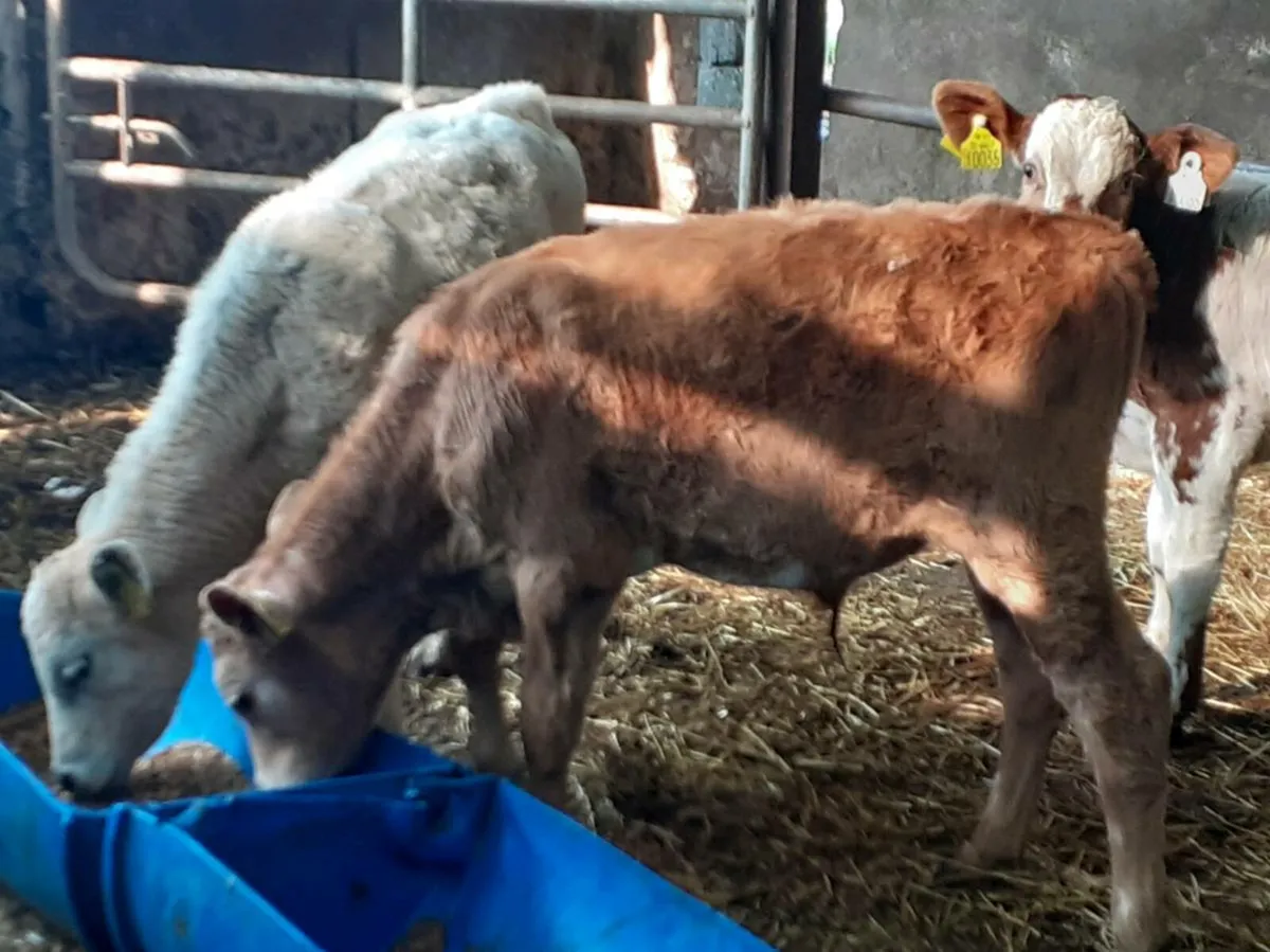 Bull Runners - Image 4