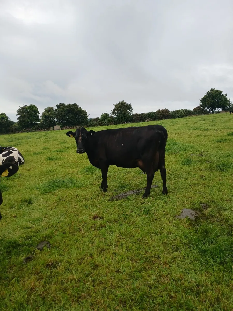 High SCC Cow - Image 2