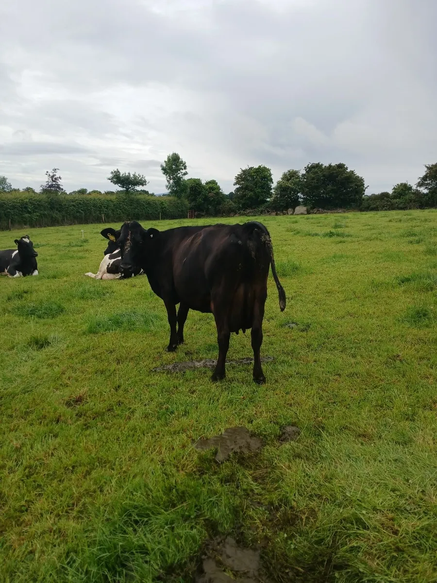 High SCC Cow - Image 3